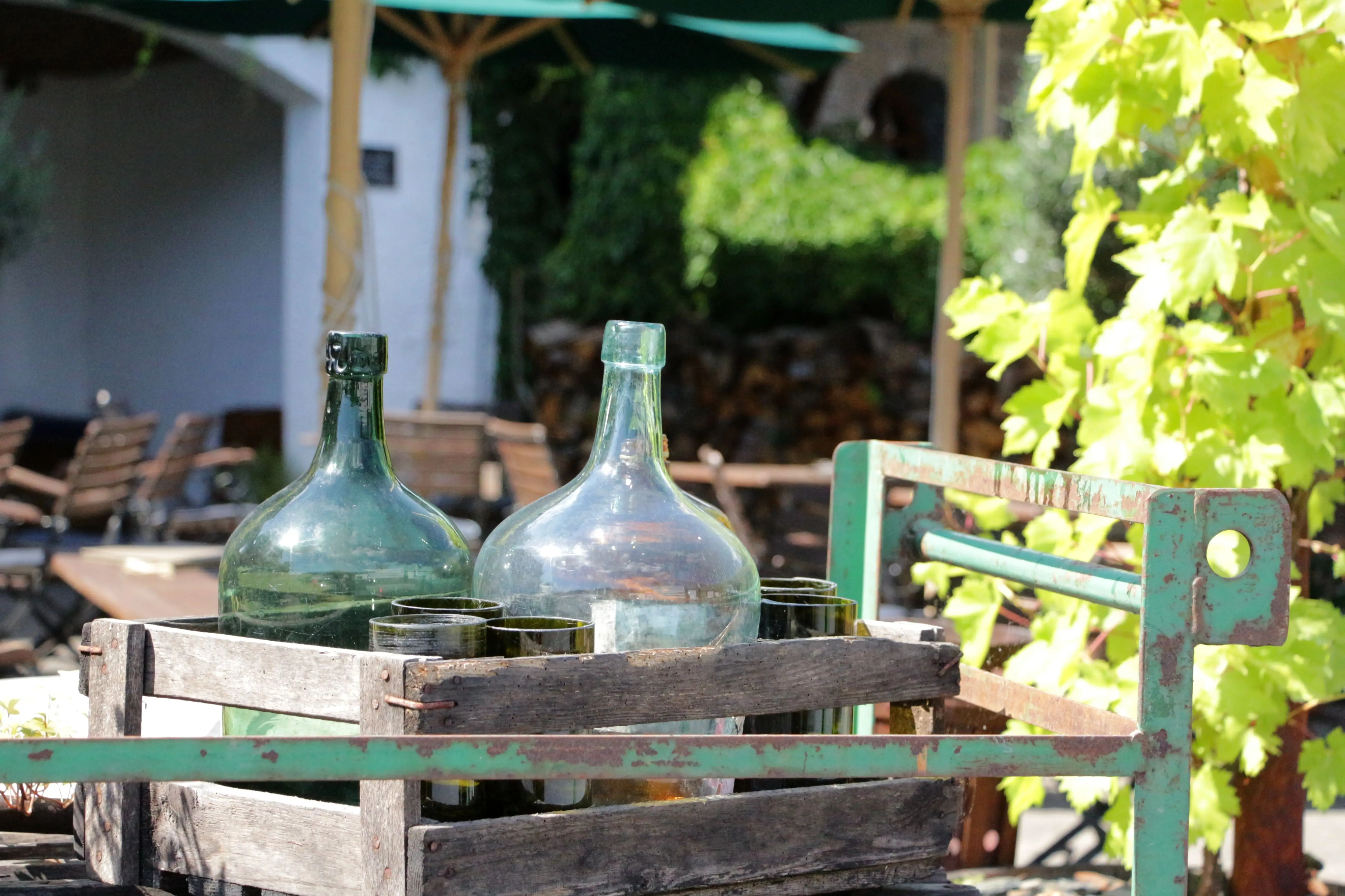 Weinflaschen im Weingarten